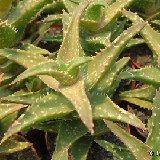 Aloe zanzibarica cf. ex concinna (Zanzibar) -not squarrosa-